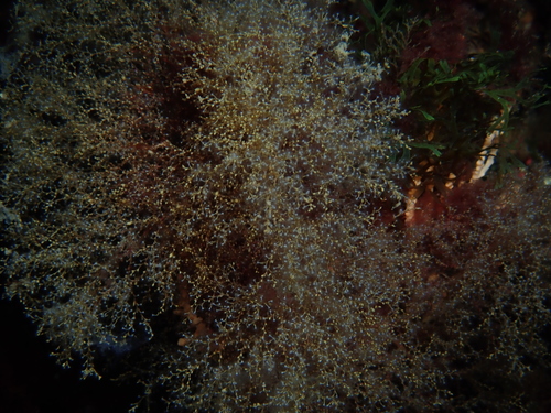 Sertularella crassicaulis