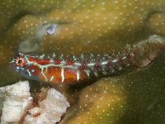 Polkadot Dwarfgoby photo 1