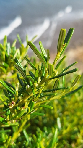 Image of Beyeria leschenaultii by no rights reserved