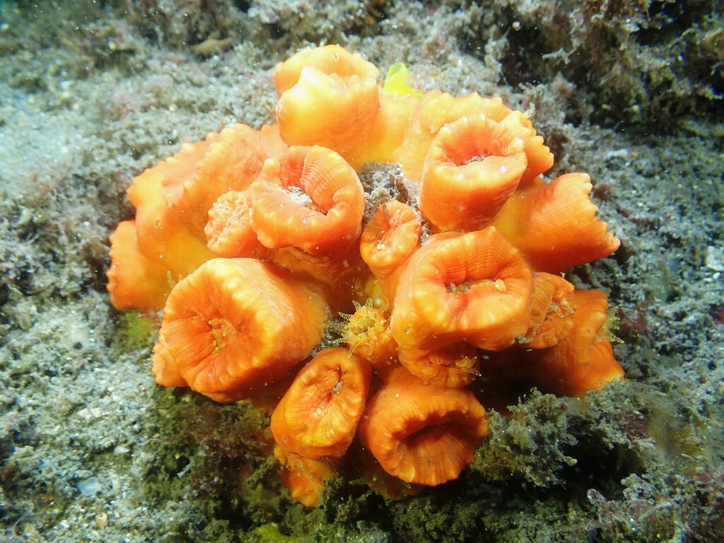 Tubastraea aurea from Sydney NSW, Australia on December 19, 2023 at 07: ...