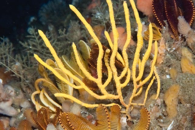 Leptogorgia capensis