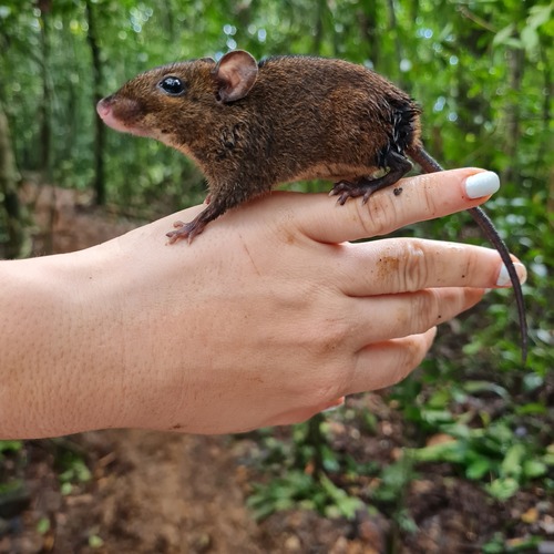 Liberian Forest Striped Mouse (Typomys planifrons) — Data Deficient Mammalia