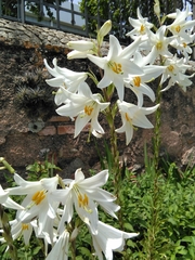 Lilium candidum