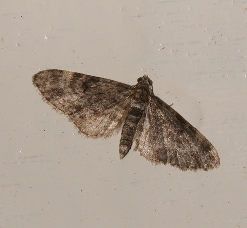 Dwarf Pug, Bennekom, Nederland, photo 7 of 10
