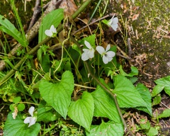 Viola