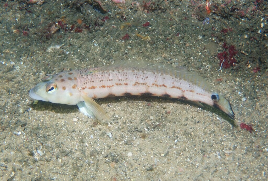 Spotted Grubfish from Sydney NSW, Australia on December 19, 2023 at 07: ...