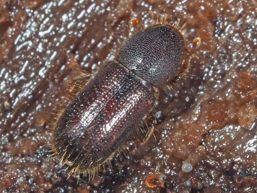 Dryocoetes hectographus