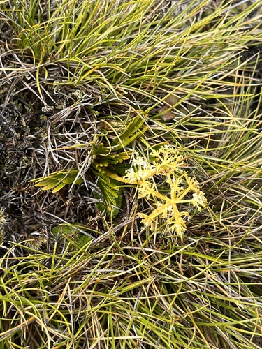 Aciphylla similis (Aciphylla similis)