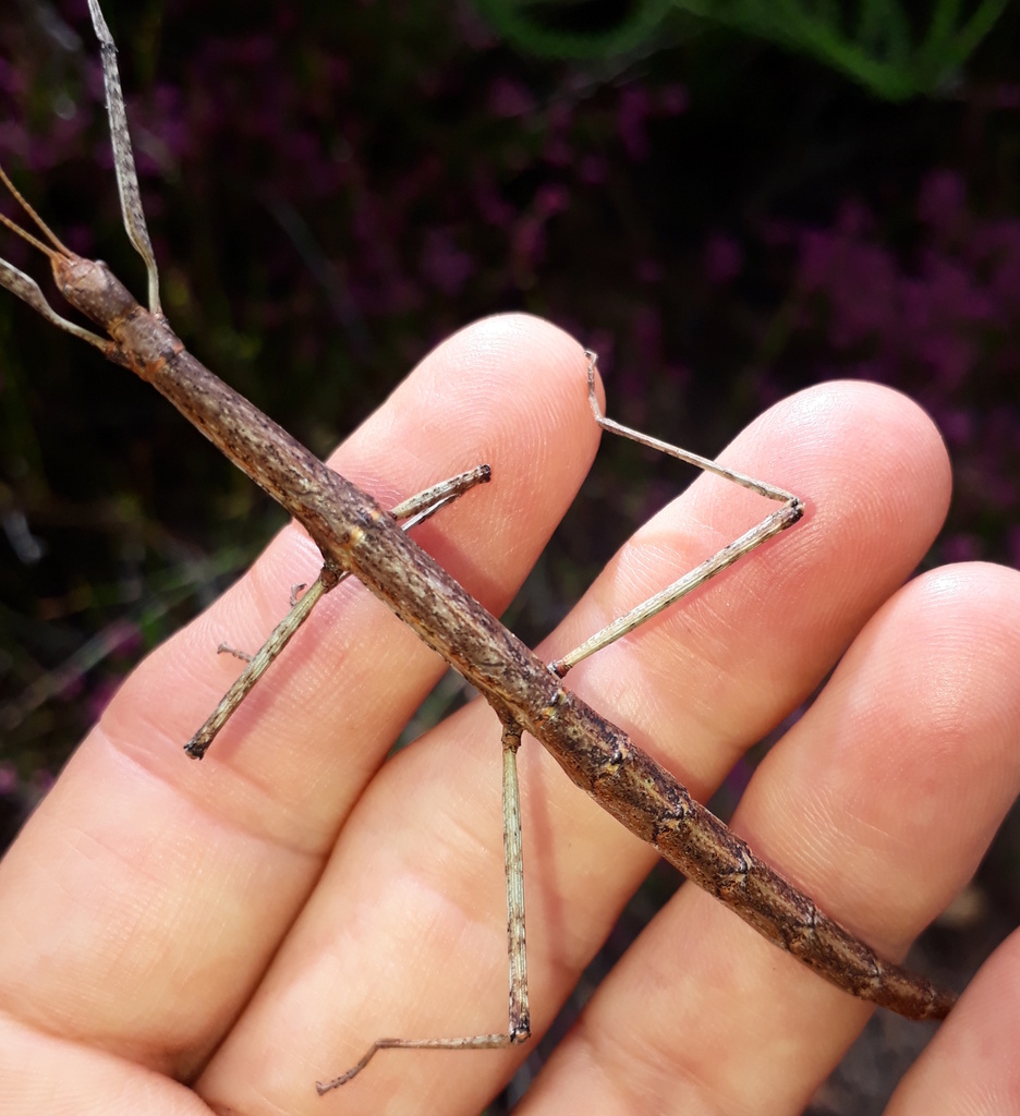 Southern Stick Insects