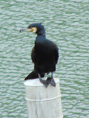 Phalacrocorax carbo