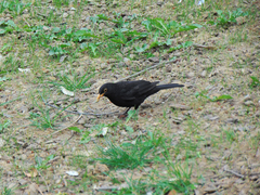 Turdus merula