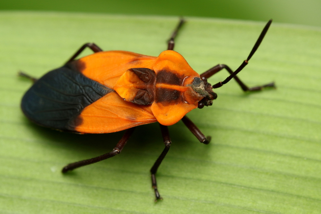 Aulacopeltus durbani