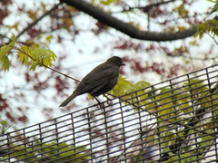 Turdus merula