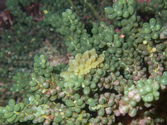 Sacoproteus smaragdinus
