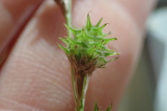 Carex brevior