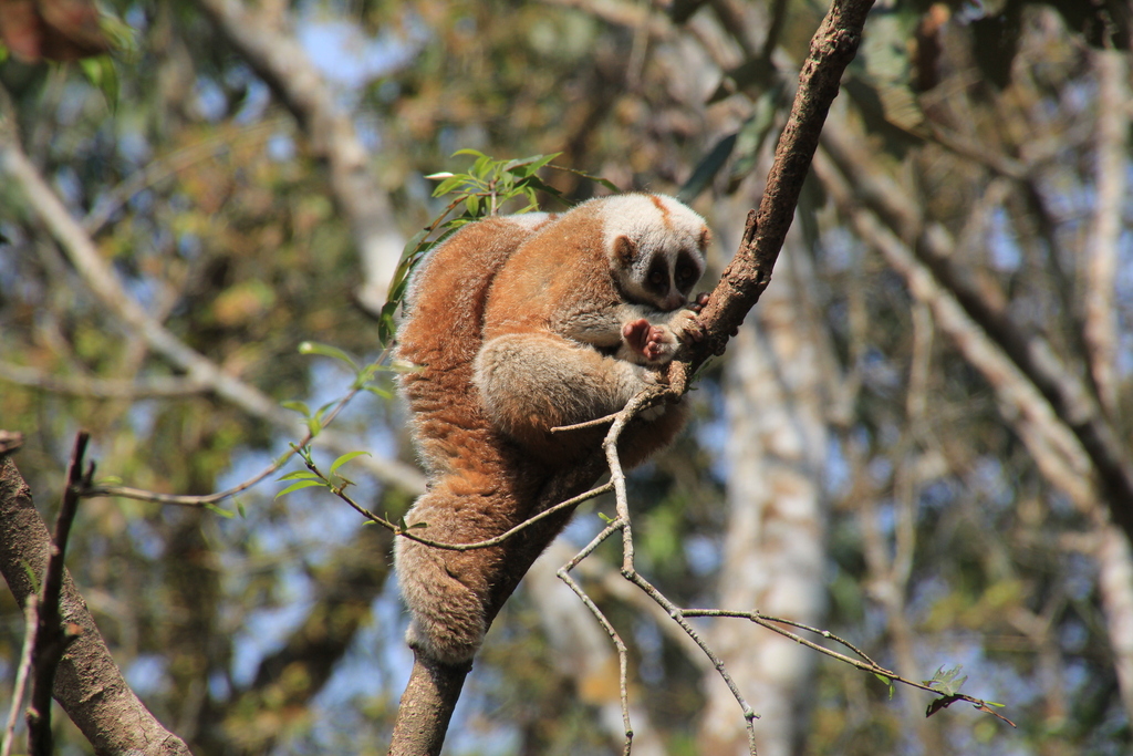 Bengal Slow Loris