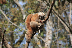 Bengal Slow Loris photo 1
