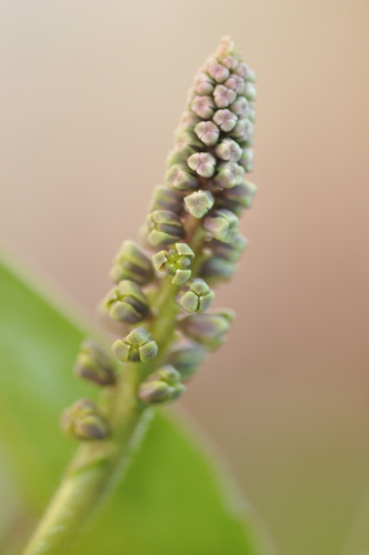 Riley’s African hyacinth (Drimiopsis reilleyana)