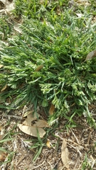 Sclerochloa dura