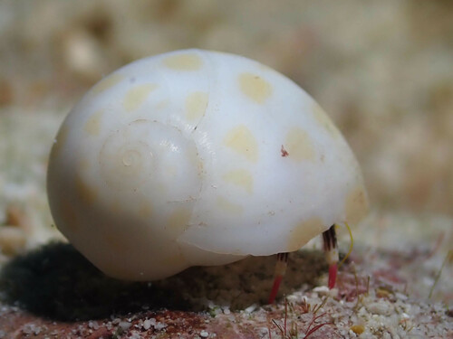 Tectonatica violacea observed 2023-11-22