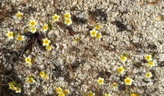 Leptosiphon lemmonii