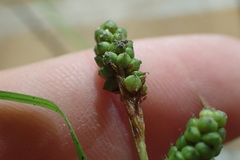 Carex caroliniana