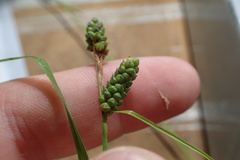 Carex caroliniana