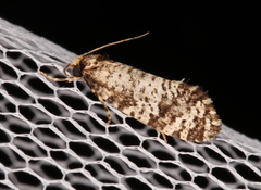 Ardiosteres moretonella