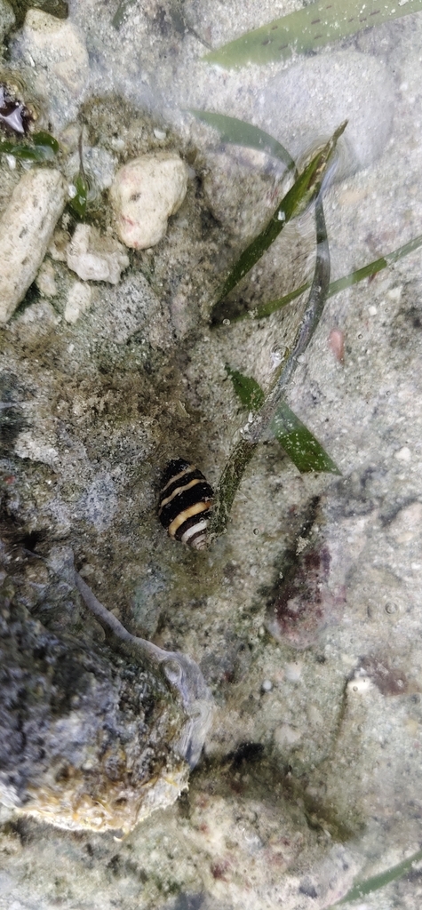Bumble bee snail