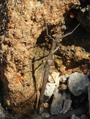 Planososibia truncata