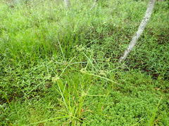 Cyperus virens