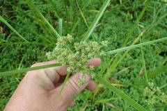 Cyperus virens