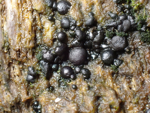 Rivularia atra observed 2023-12-16