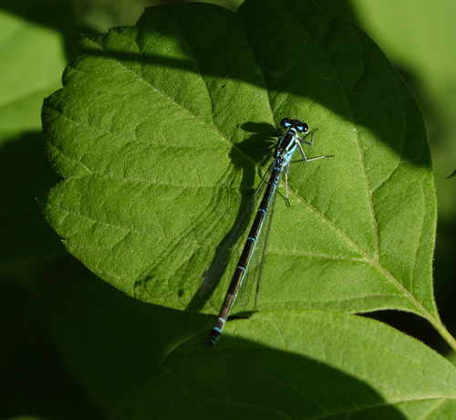 Azure Damselfly