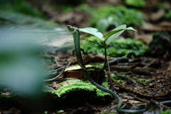 Philothamnus thomensis