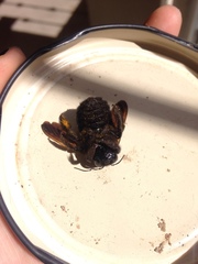 Xylocopa sonorina