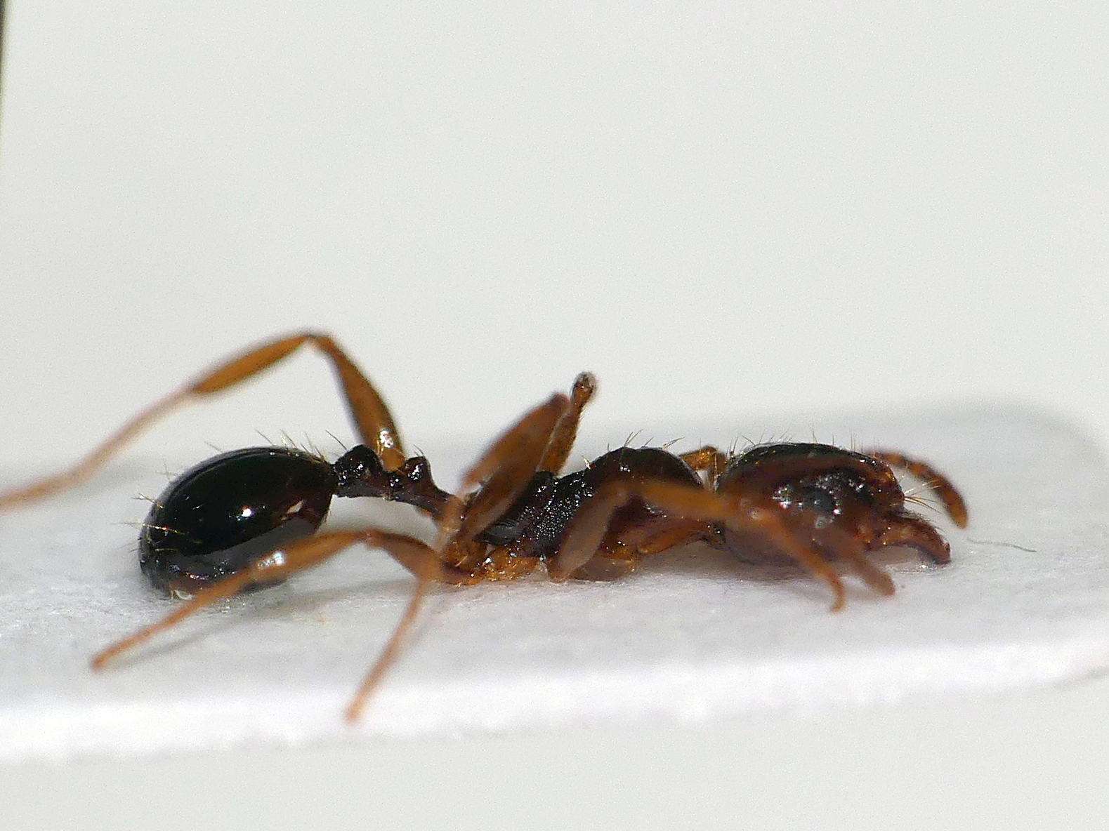 Aphaenogaster illyrica