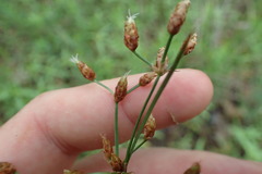 Fimbristylis puberula