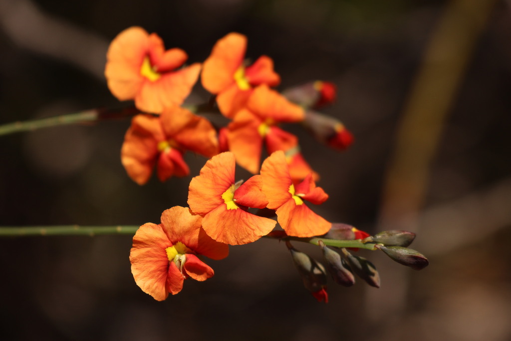 Sphaerolobium racemulosum