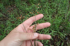 Fimbristylis puberula