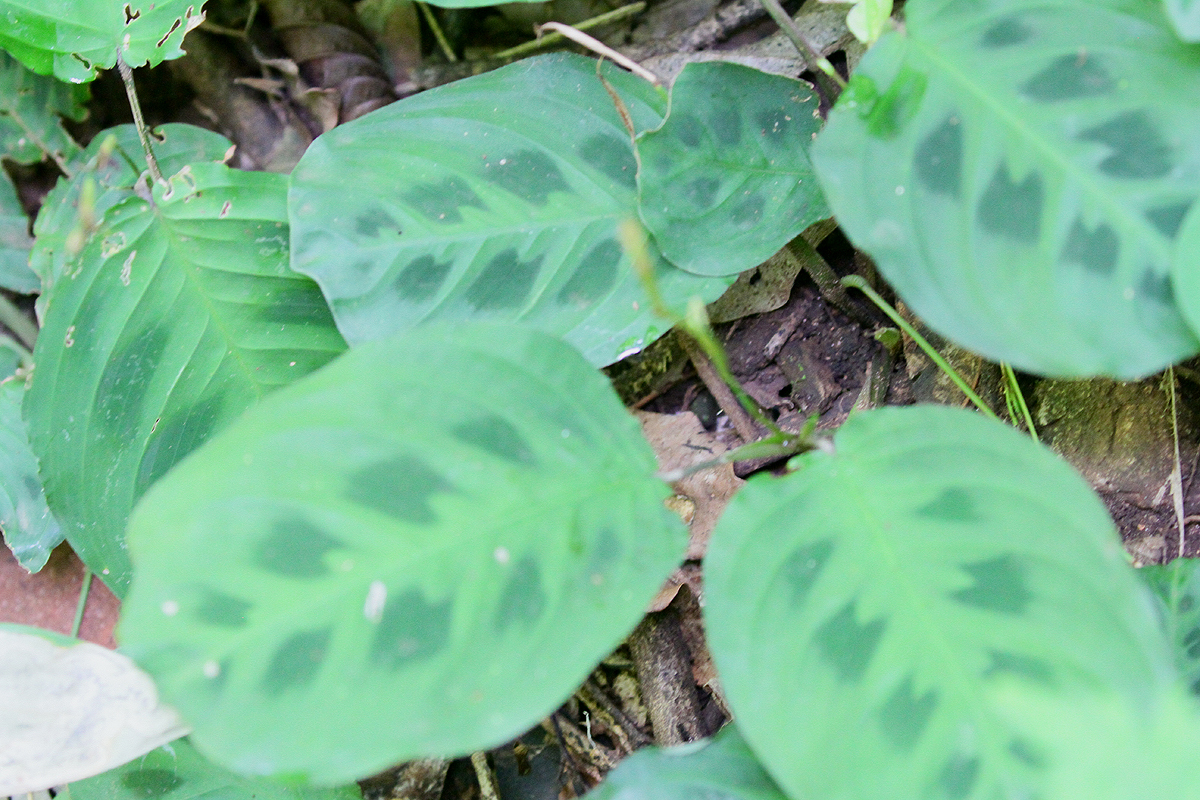 Maranta leuconeura Kerchoveana