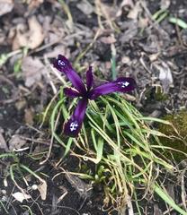 Iris reticulata