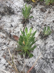 Pterocaulon pycnostachyum