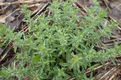 Hedeoma hispida