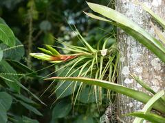 Tillandsia fasciculata image