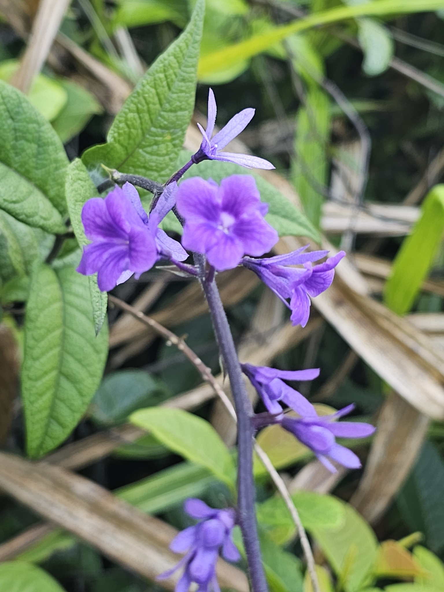 Petrea bracteata