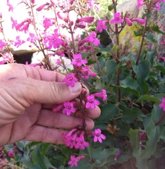 Penstemon clevelandii clevelandii