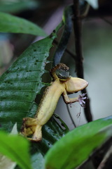 Hemidactylus greeffii