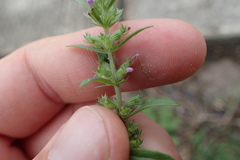 Hedeoma hispida