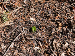 Platanthera unalascensis